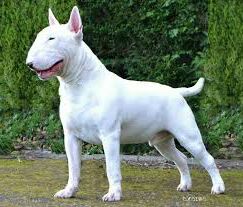 cuantos cachorros puede tener un bull terrier