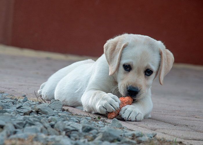 cuanto cuesta un cachorro labrador blanco