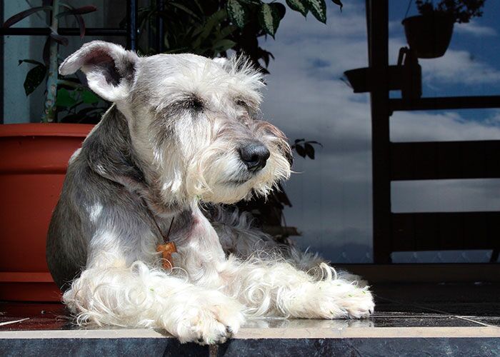 cuanto pesa un mini schnauzer