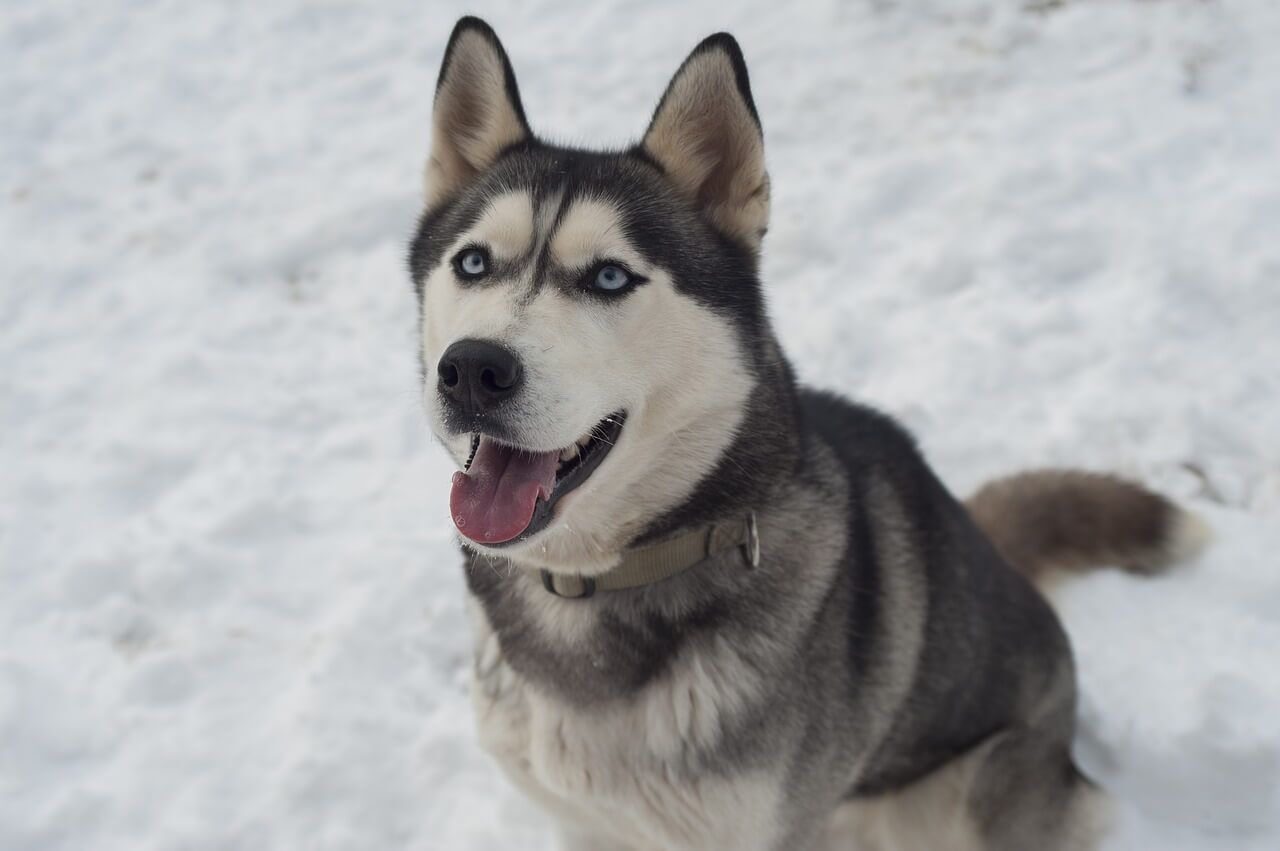 que saber antes de tener un husky