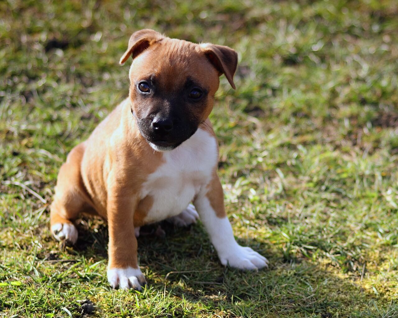 cuanto cuestan los cachorros american staffordshire bull terrier